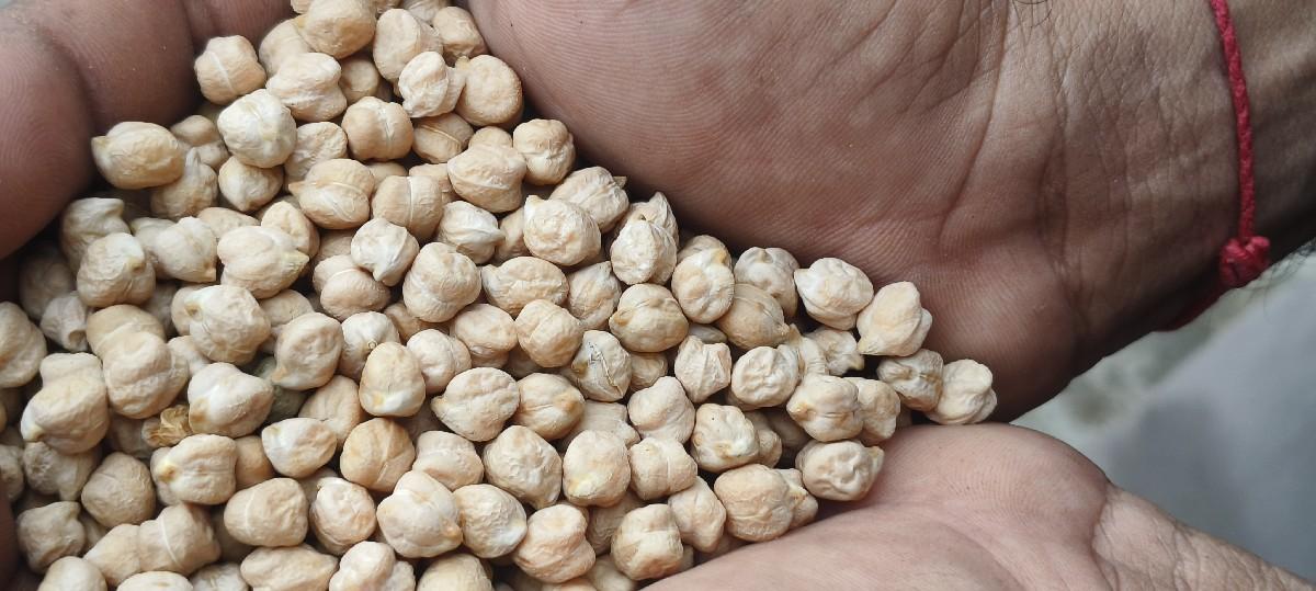 બે નંબર ચણા વેચવાના છે