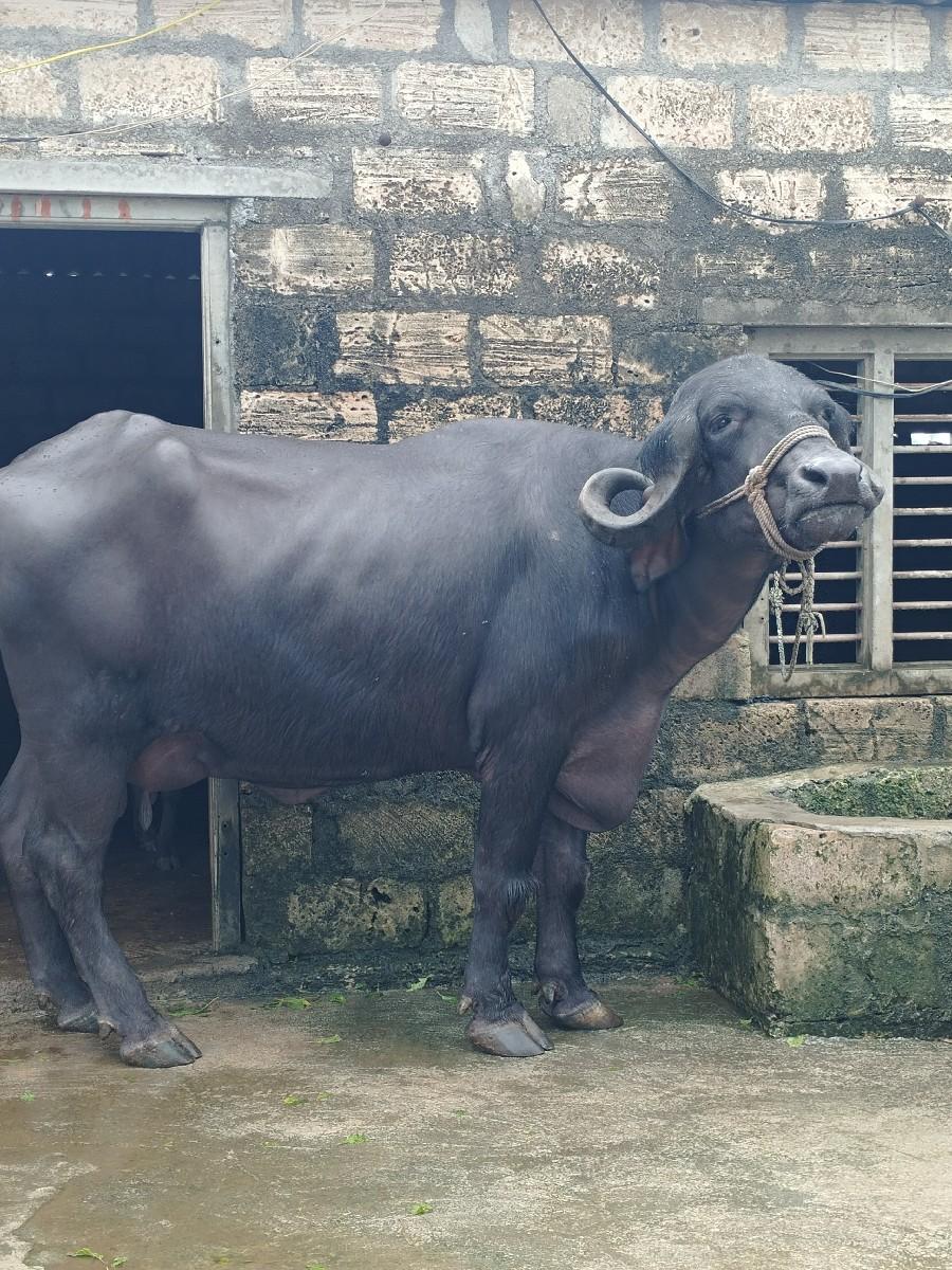 ટોપલી ખડેલી બીજું વેતર