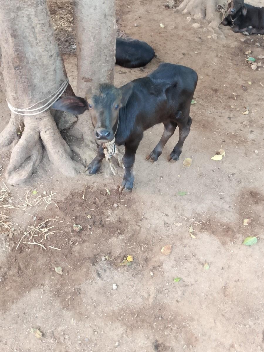 થંબનેલ 3