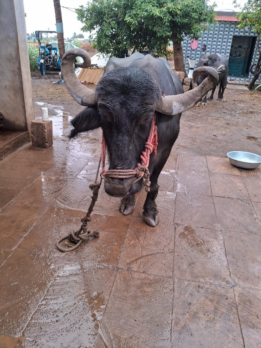 થંબનેલ 2