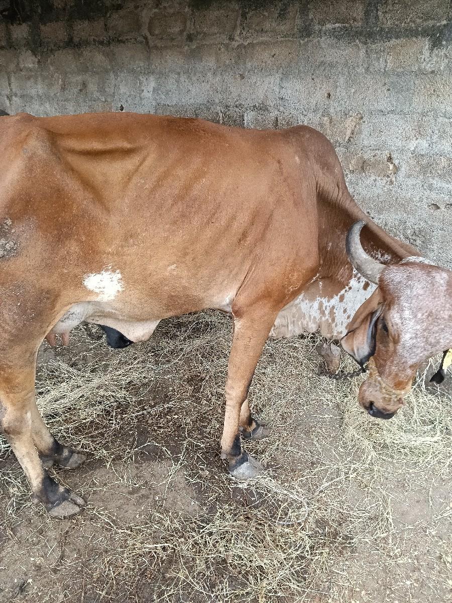 થંબનેલ 2