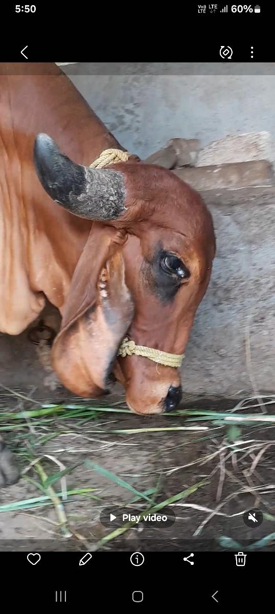 થંબનેલ 3