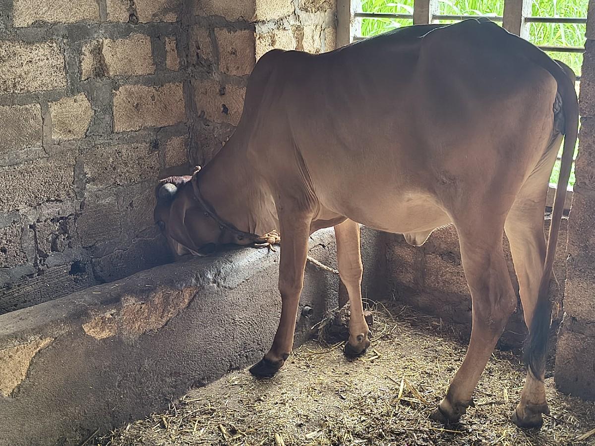 વાછડી વેચવાની છે