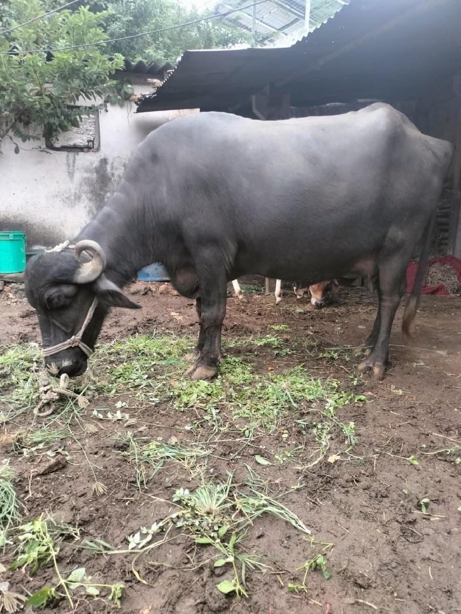 થંબનેલ 3