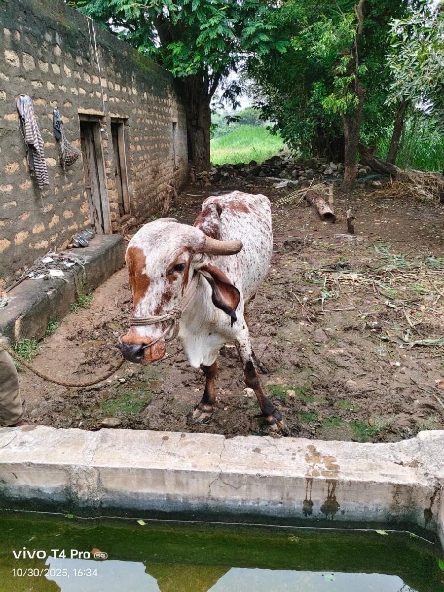 થંબનેલ 2