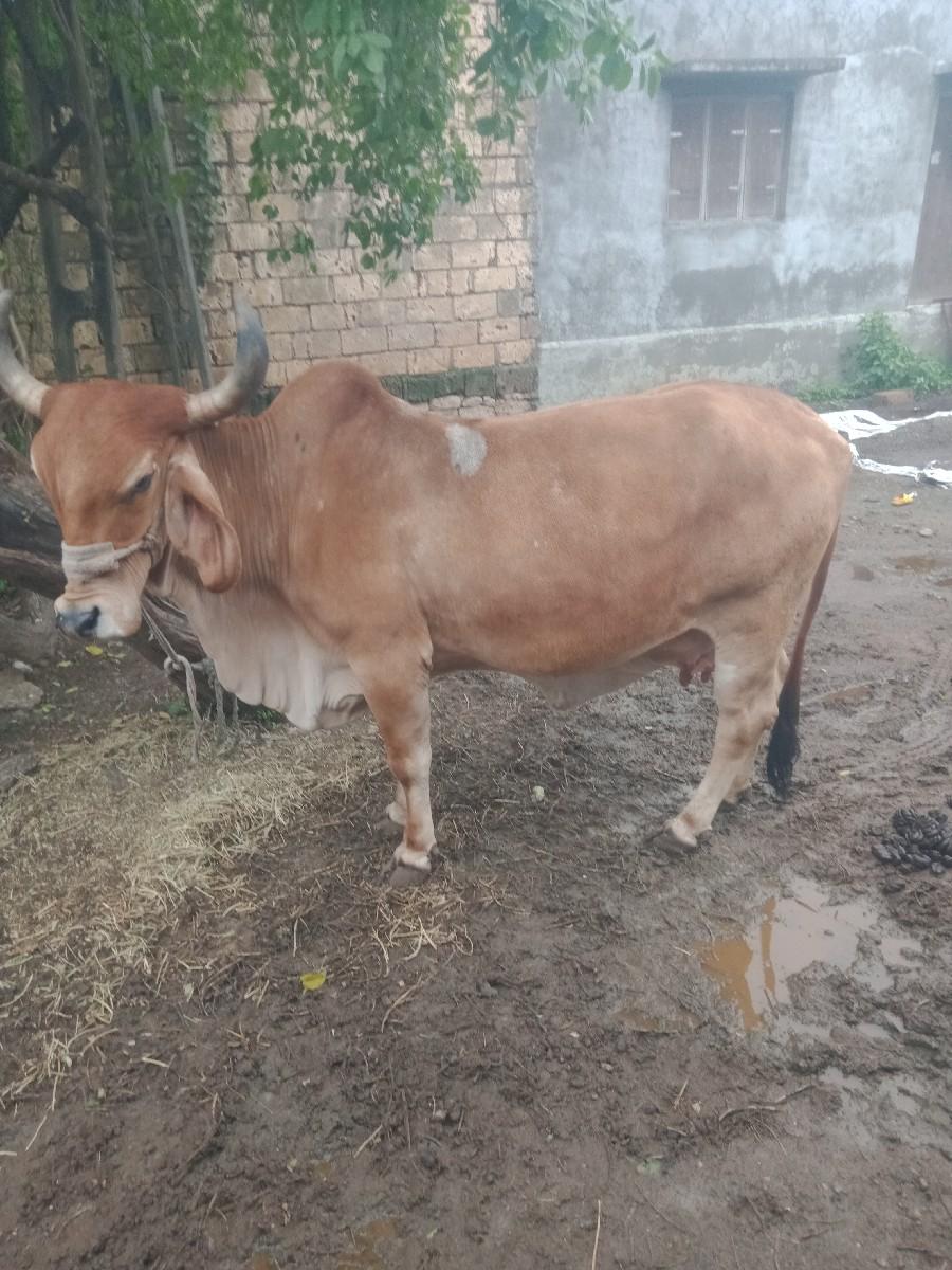 થંબનેલ 3