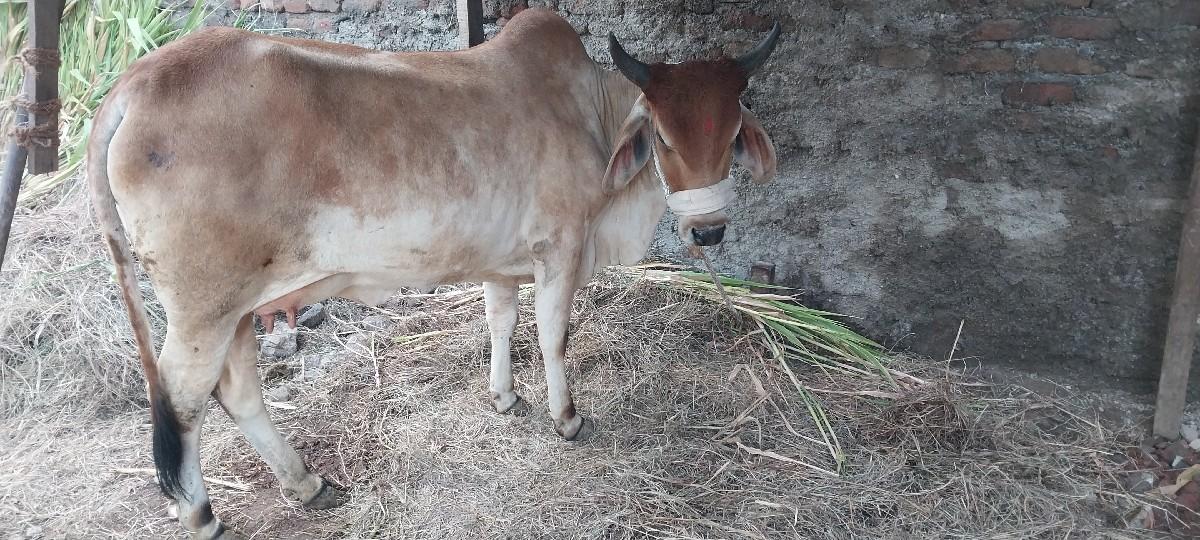 थंबनेल 2