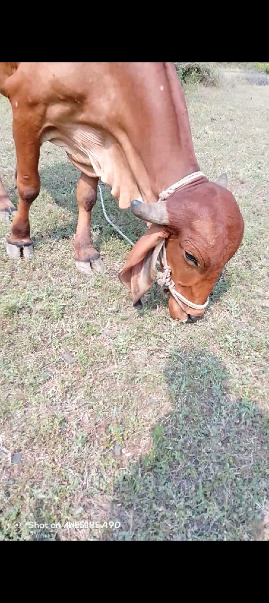 થંબનેલ 2