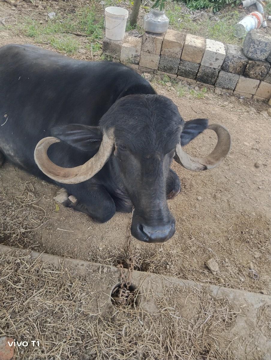 થંબનેલ 3