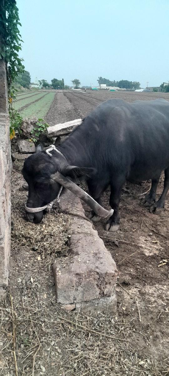 થંબનેલ 2