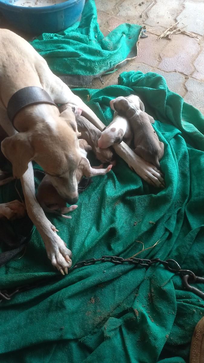 થંબનેલ 3