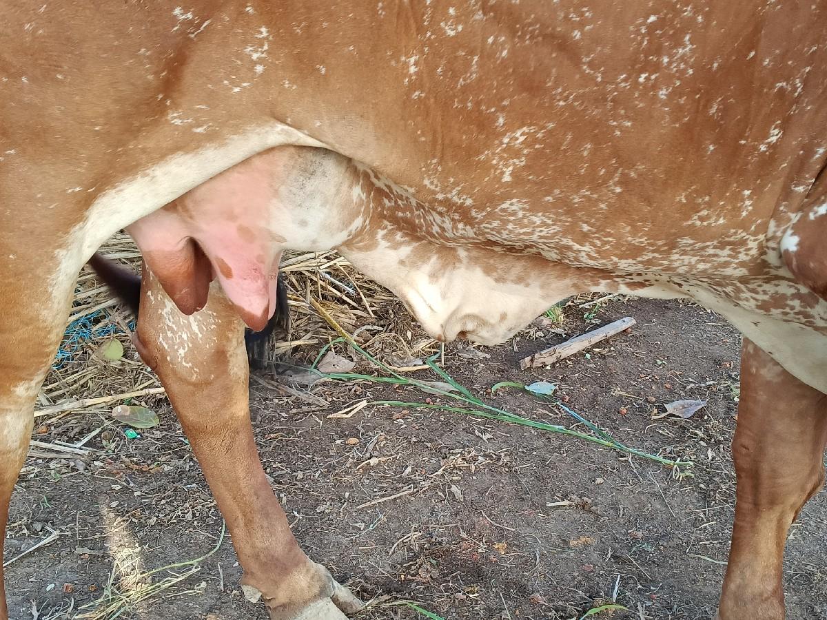 થંબનેલ 2