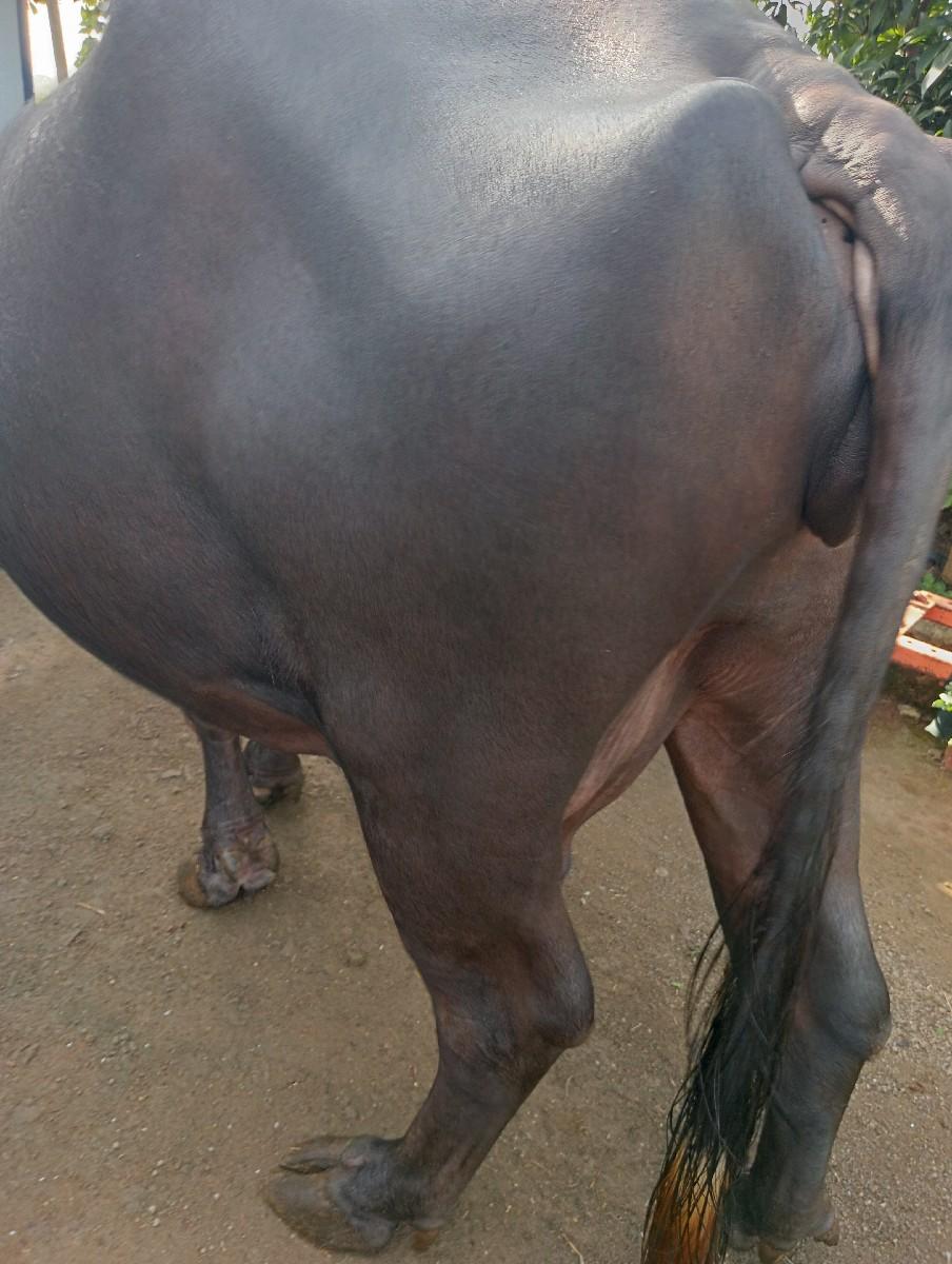 ભેંશ વેચવાની સે