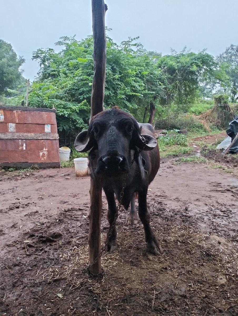 થંબનેલ 3