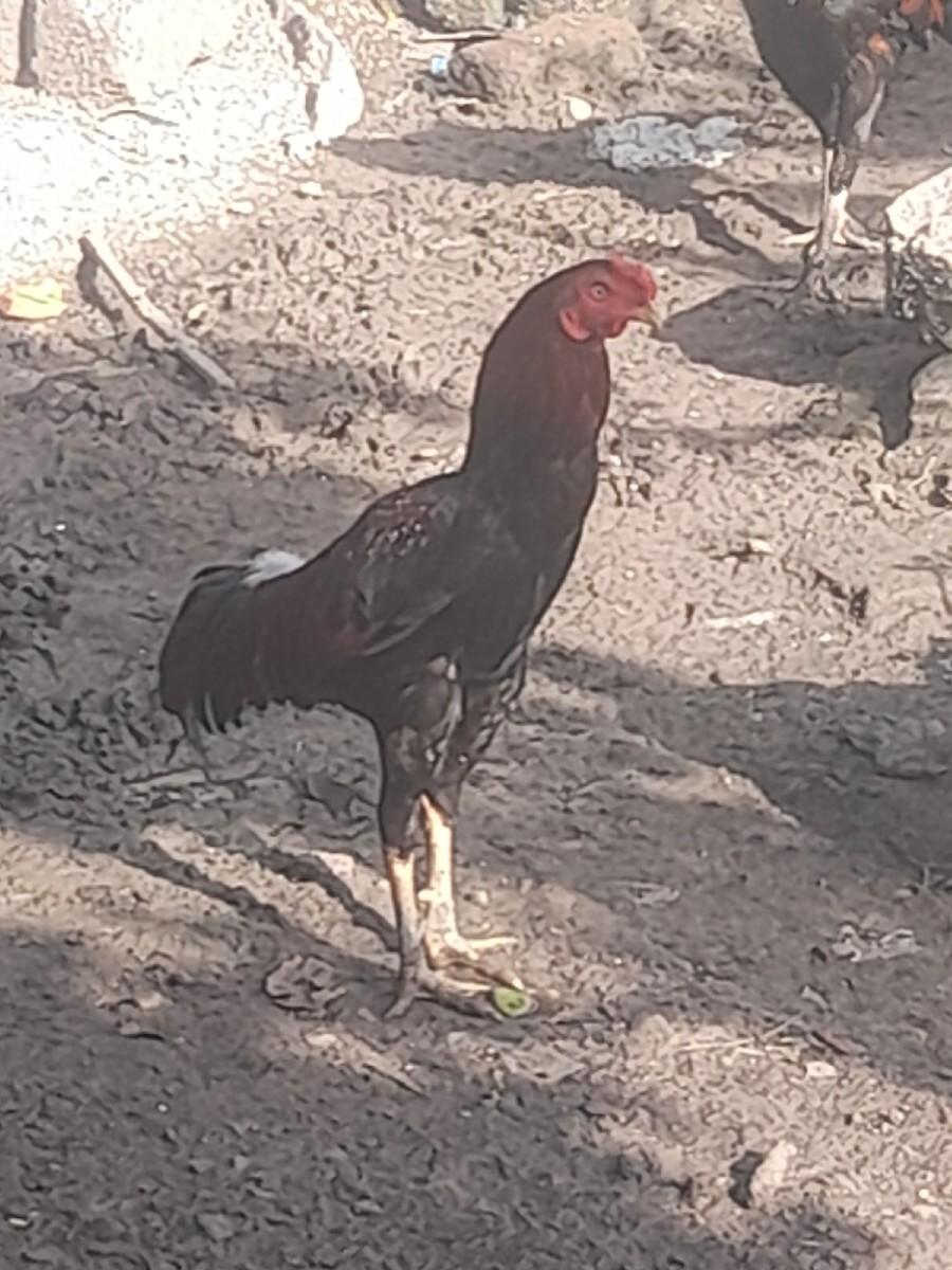 થંબનેલ 3