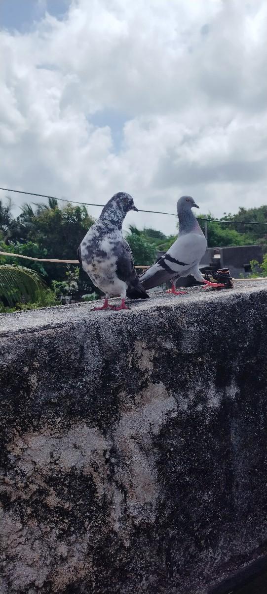 કબૂતર દેવાના છે