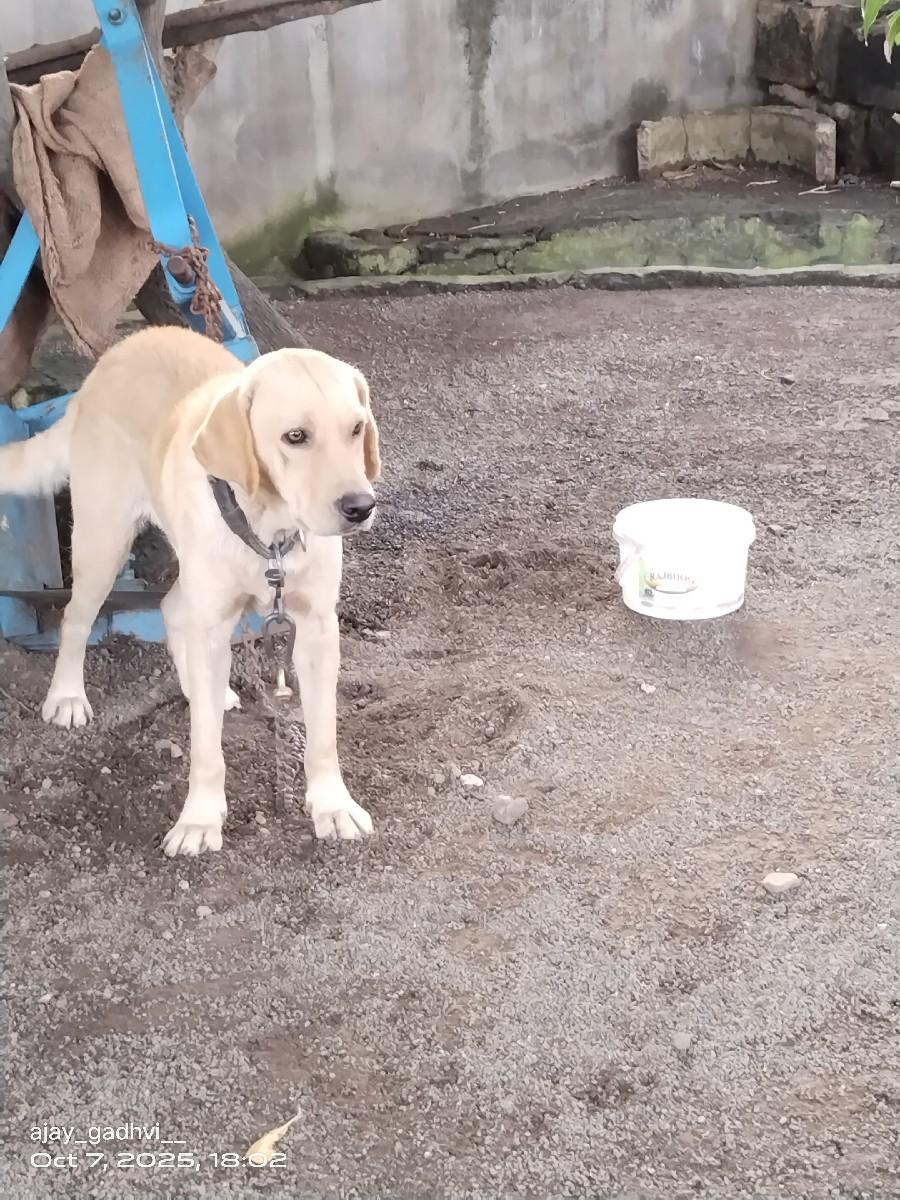 થંબનેલ 2