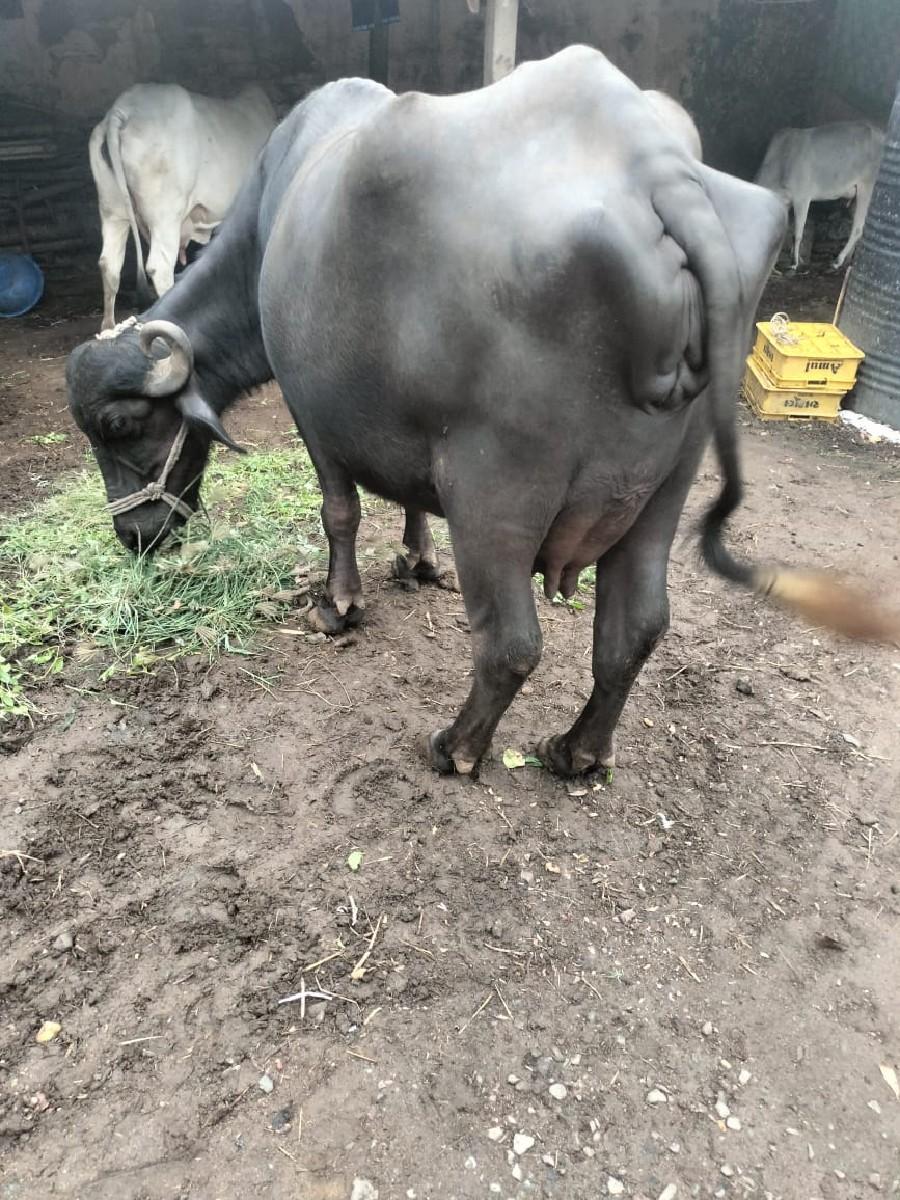 ભેંસ વેચવાની છે.. ફુલ જવાબદારી