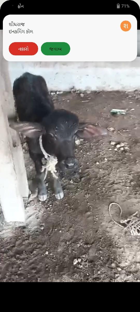 થંબનેલ 2