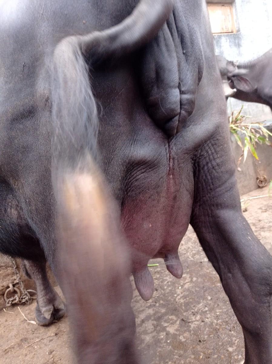 થંબનેલ 3