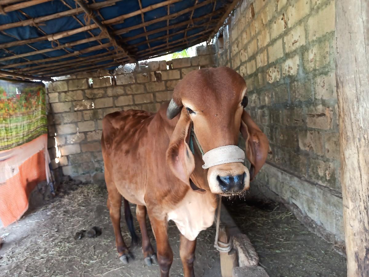 થંબનેલ 2