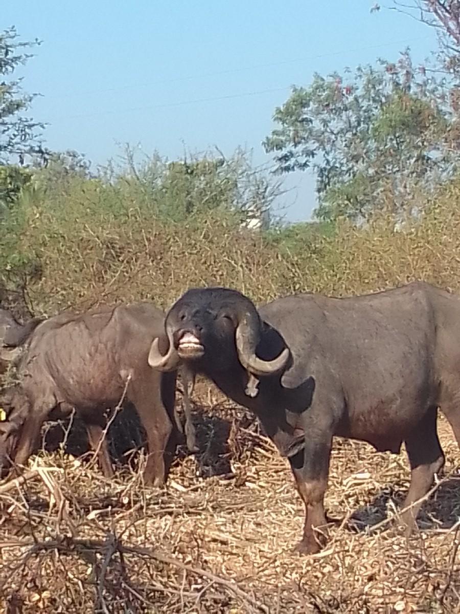 થંબનેલ 2