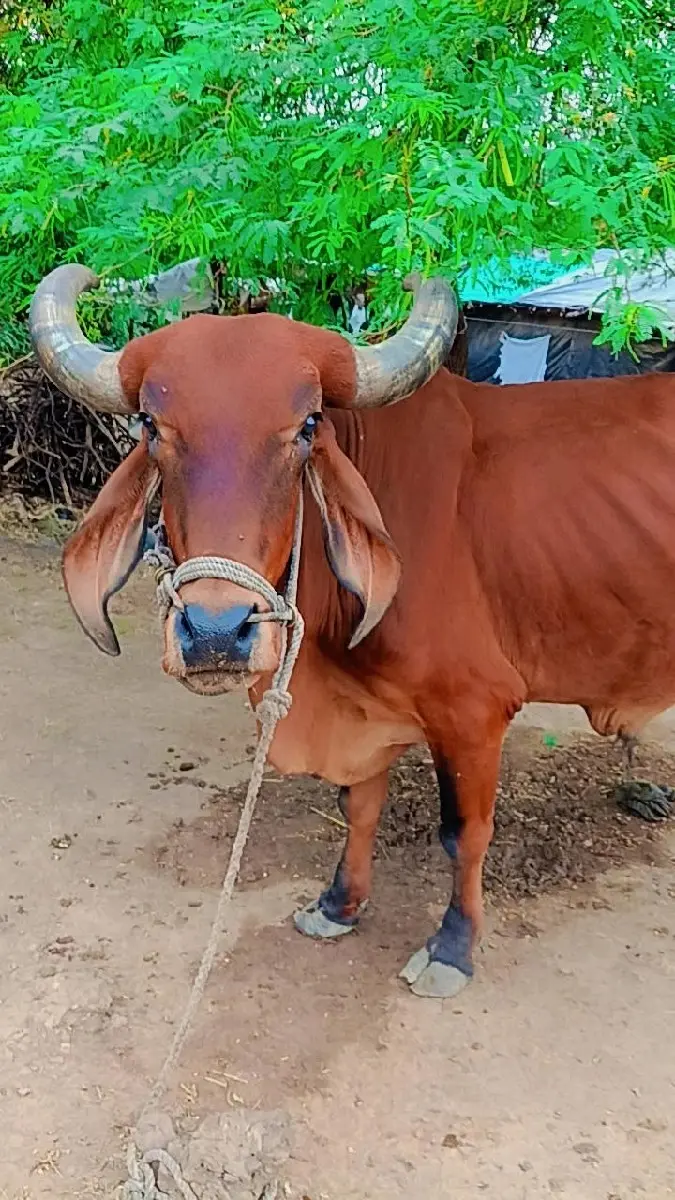 થંબનેલ 3