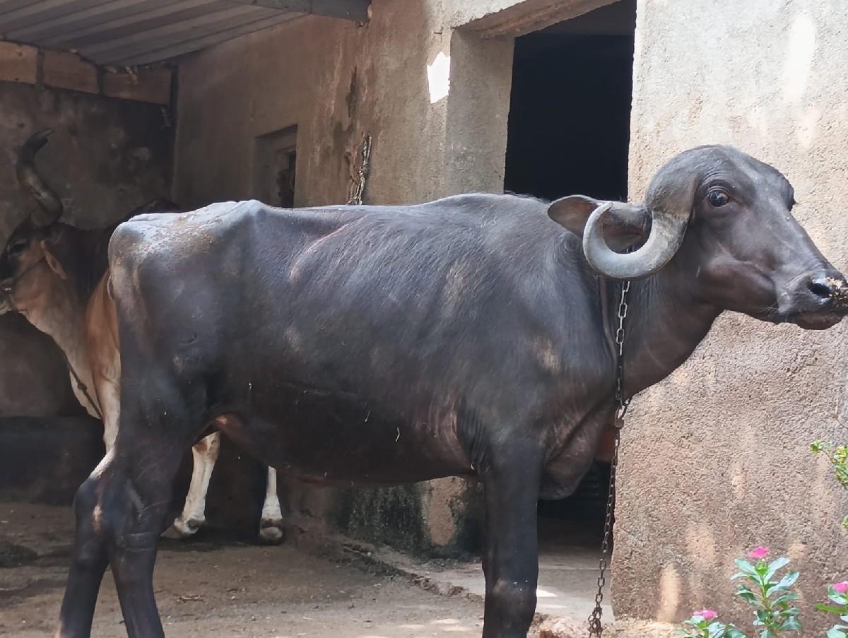 વેચવાની છે