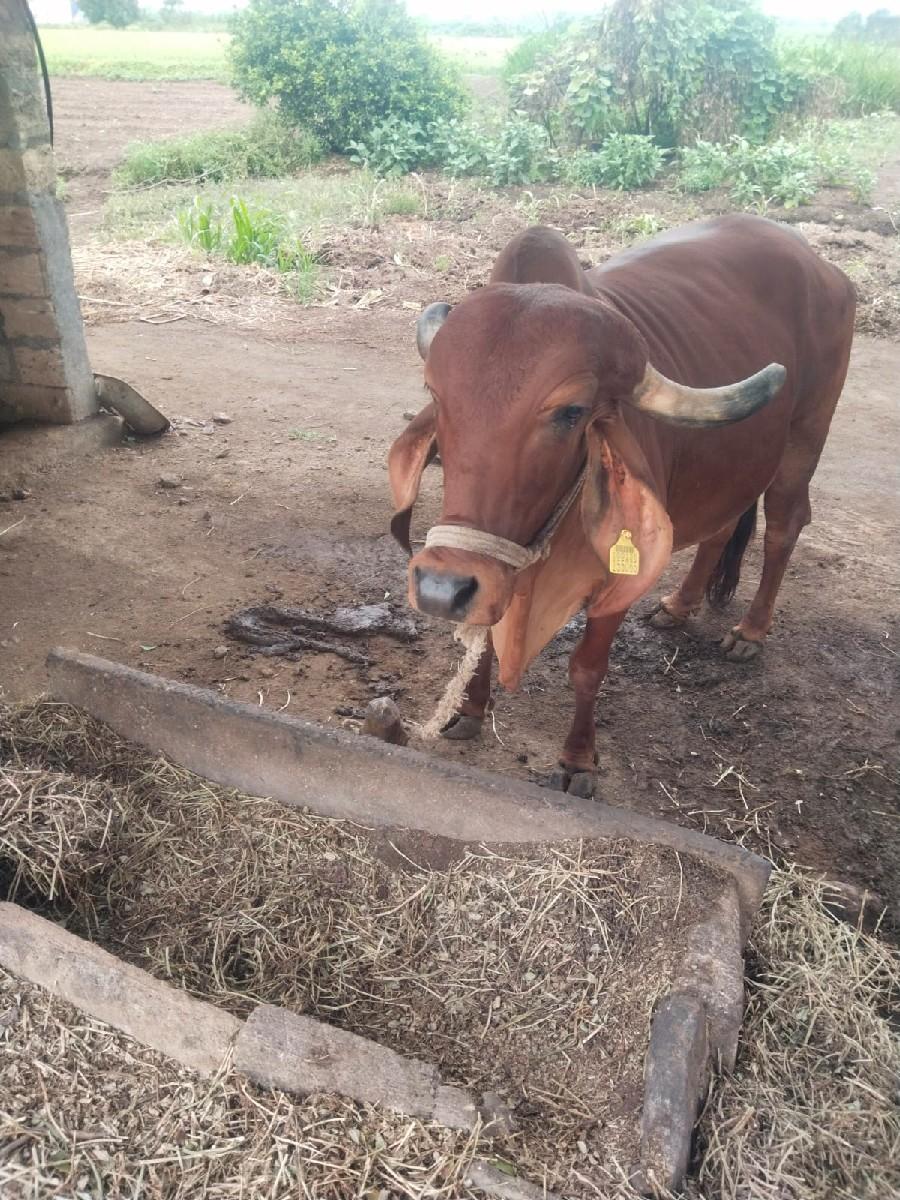 ગીરગાયવેશવાનિછે
3વેતરછે