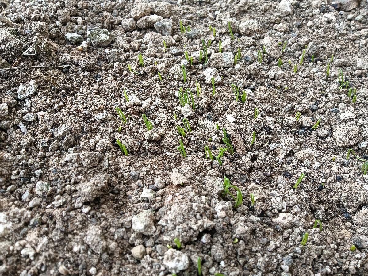 ડુંગળી નું બી