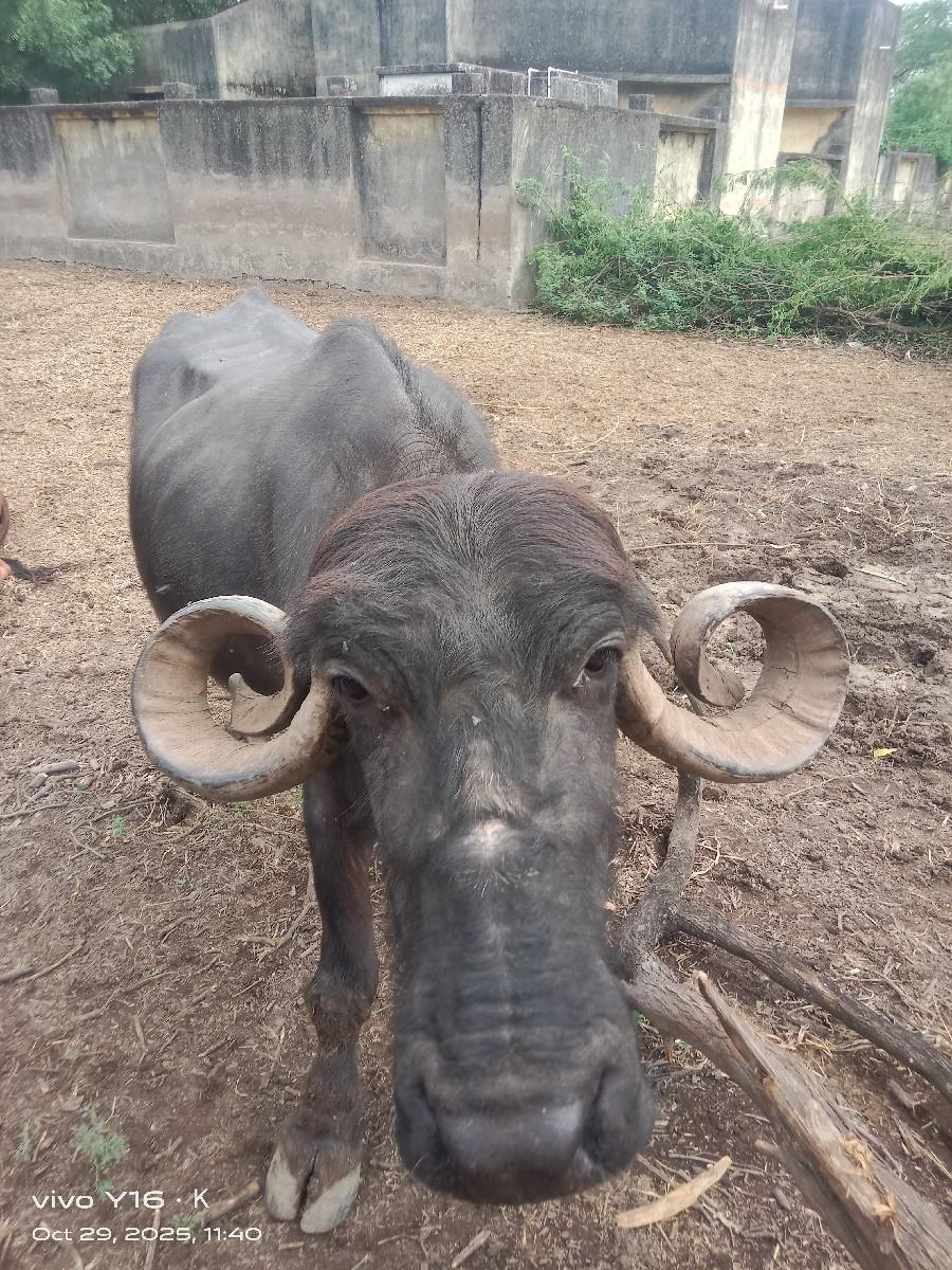 થંબનેલ 2