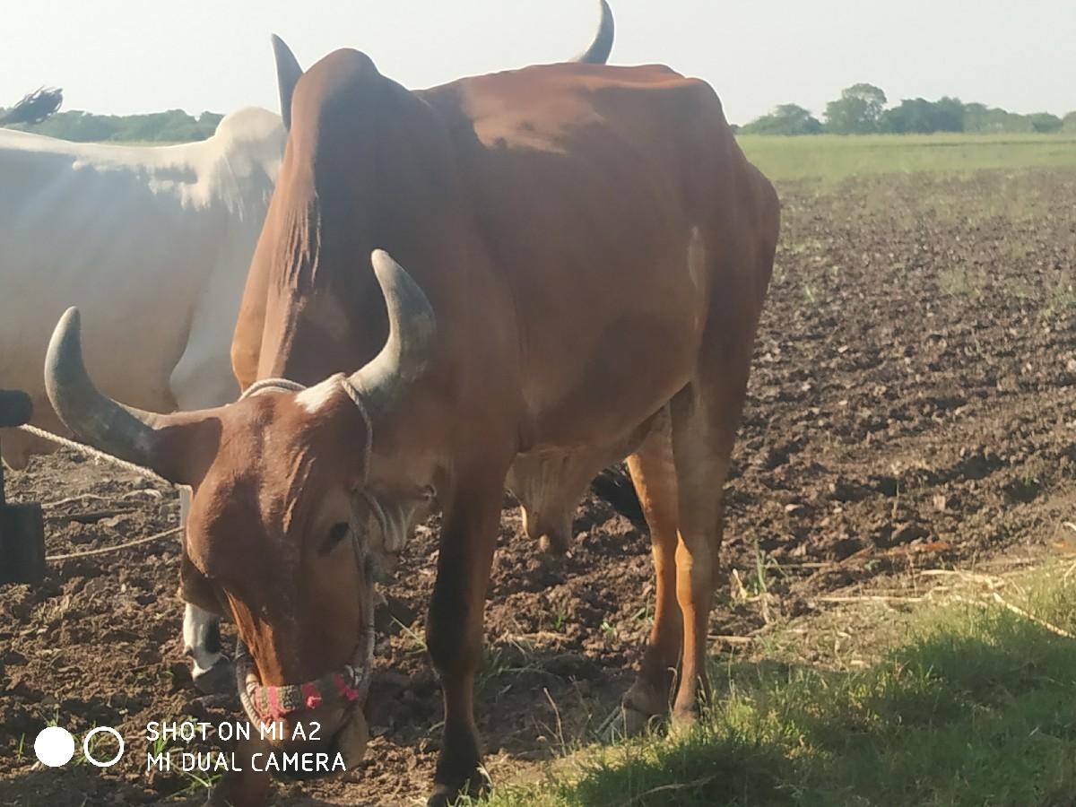 ડાબી બાજુ હાલે. બીજી ધરનો છે