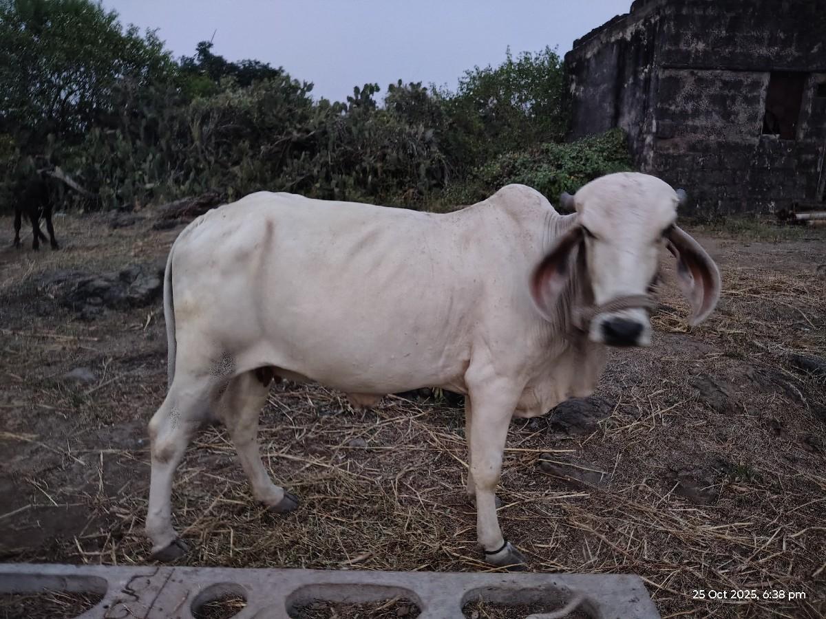 ગાય પંદર દિવશનિ વાર છે વિયાવામ