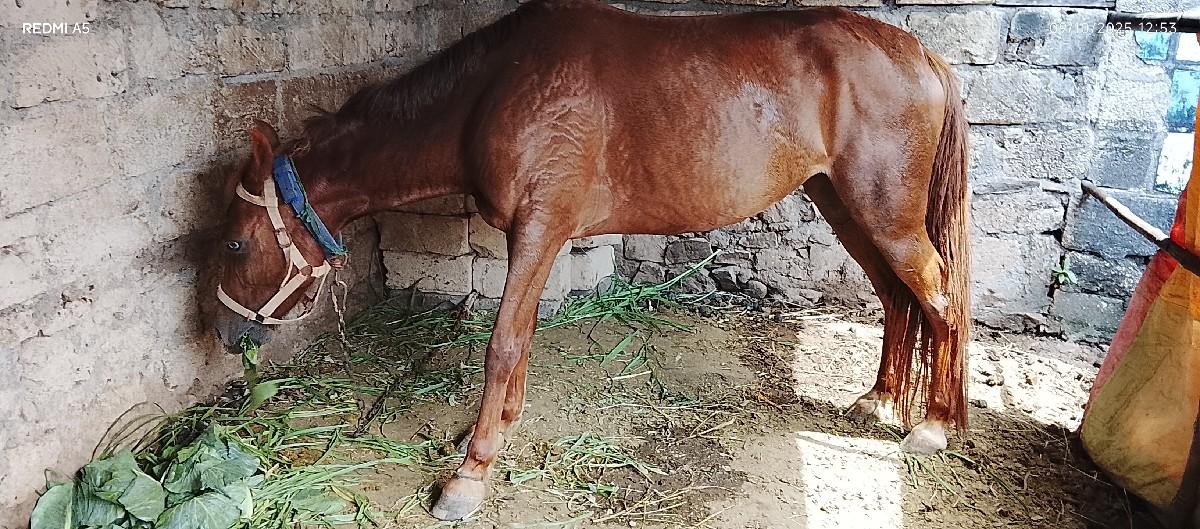 ઘોડી વેચવાની છે