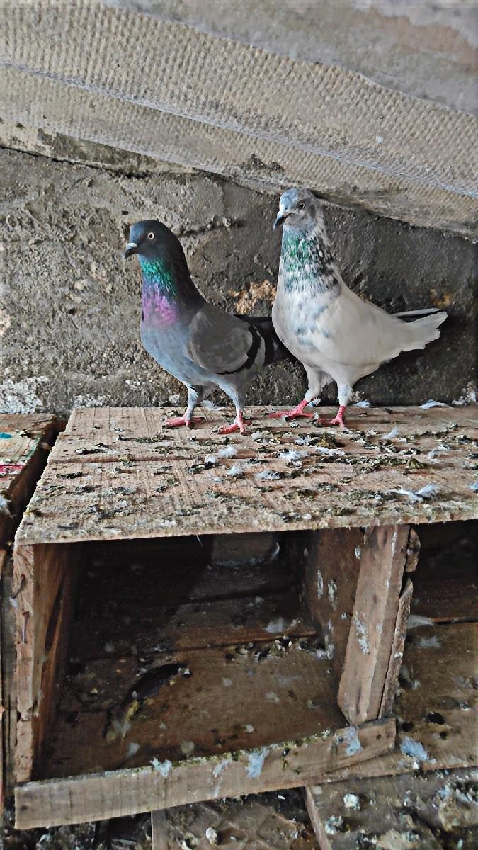 થંબનેલ 2