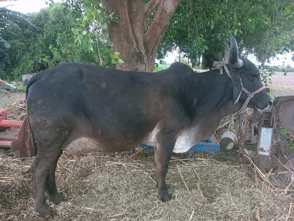 યુવરાજસિંહ