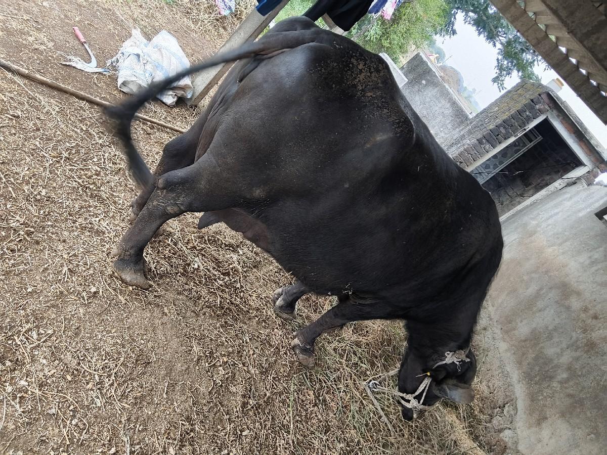 આ ભેંશ વેચવાની છે