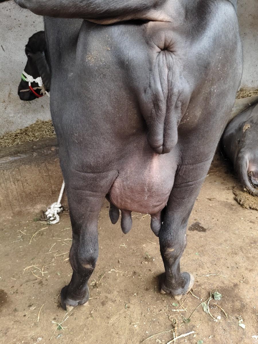 આ ભેંસ વેચવાની સે
બધીજ જવાબદારી