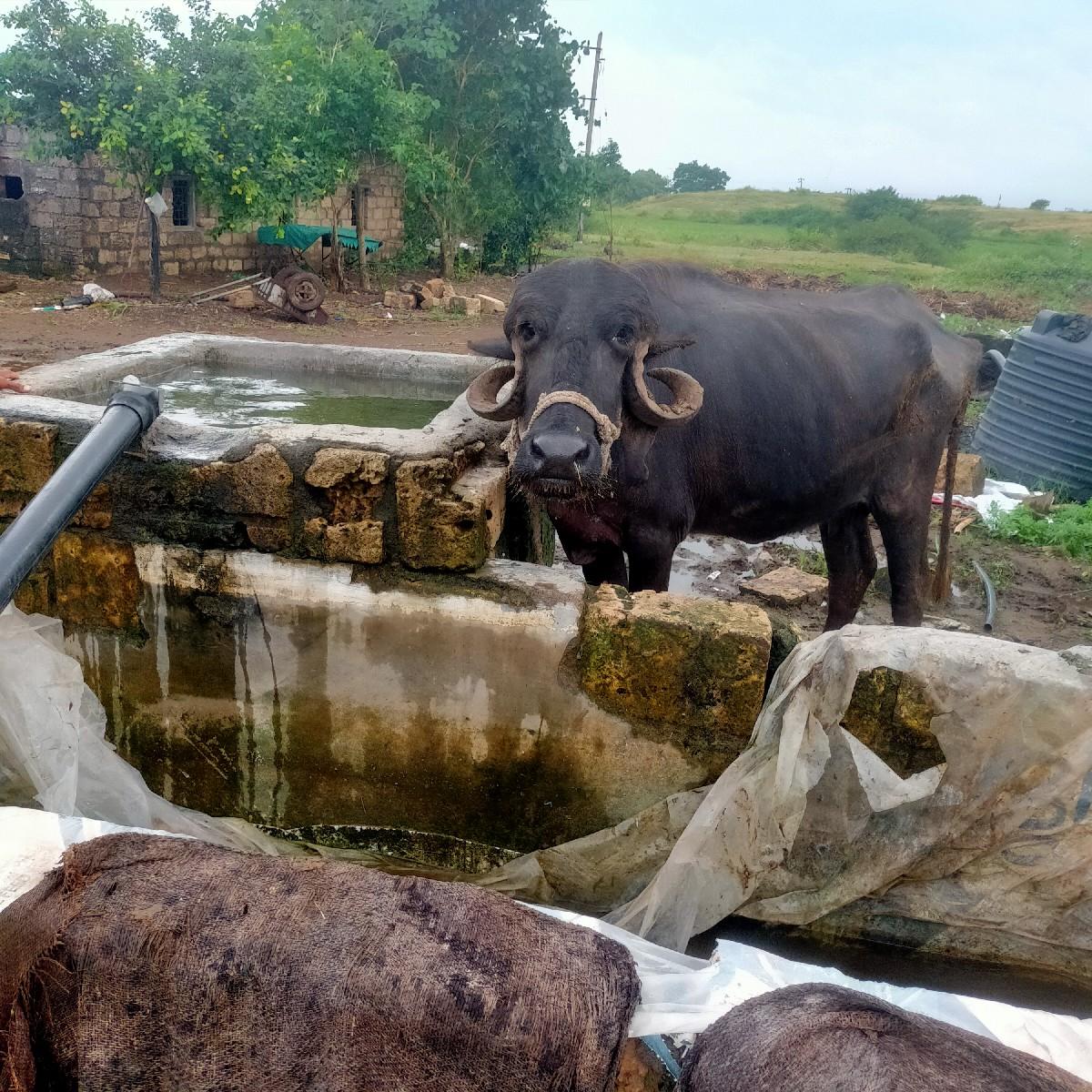 ભેસવેસવાનીસે