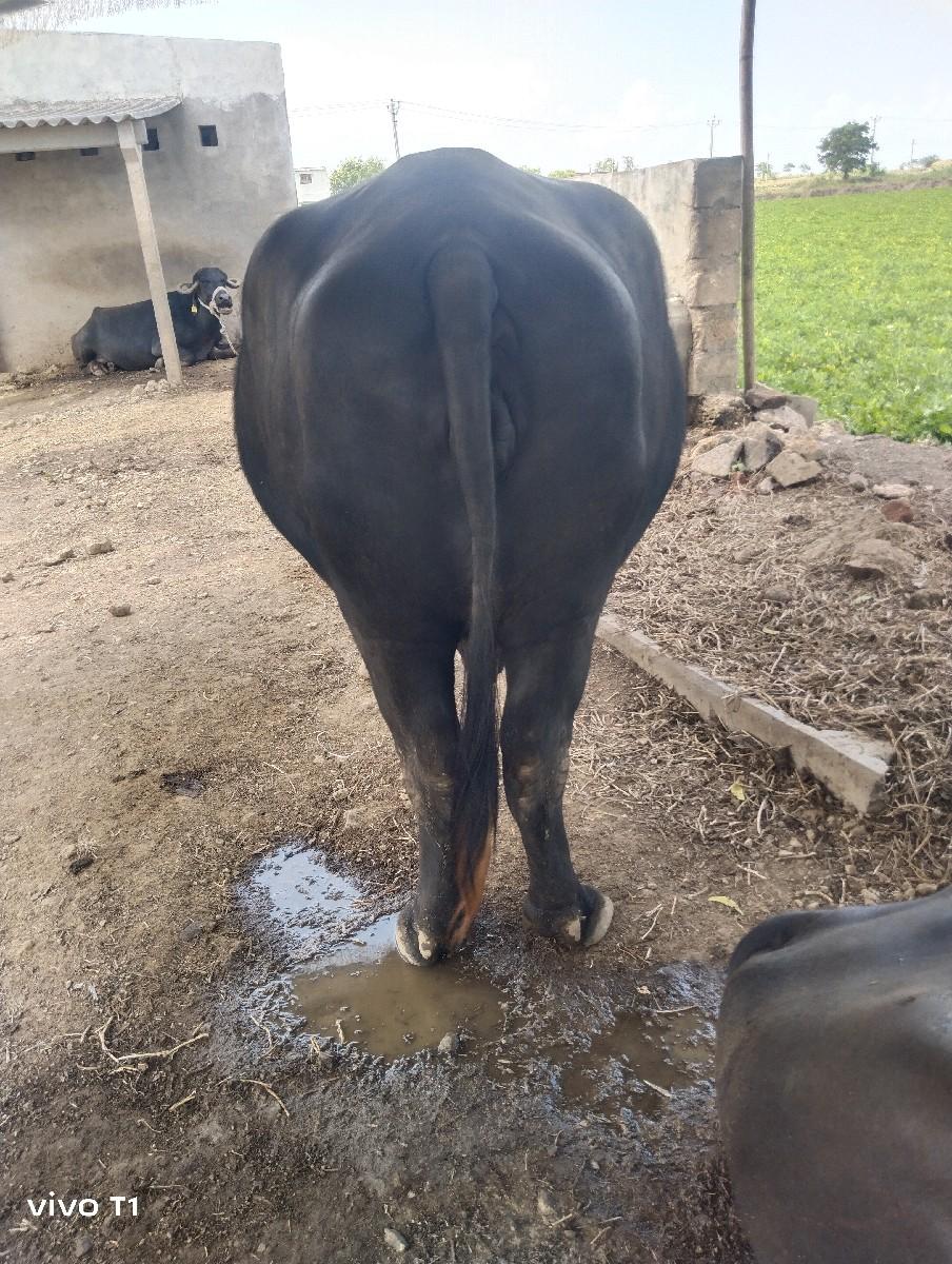 થંબનેલ 2