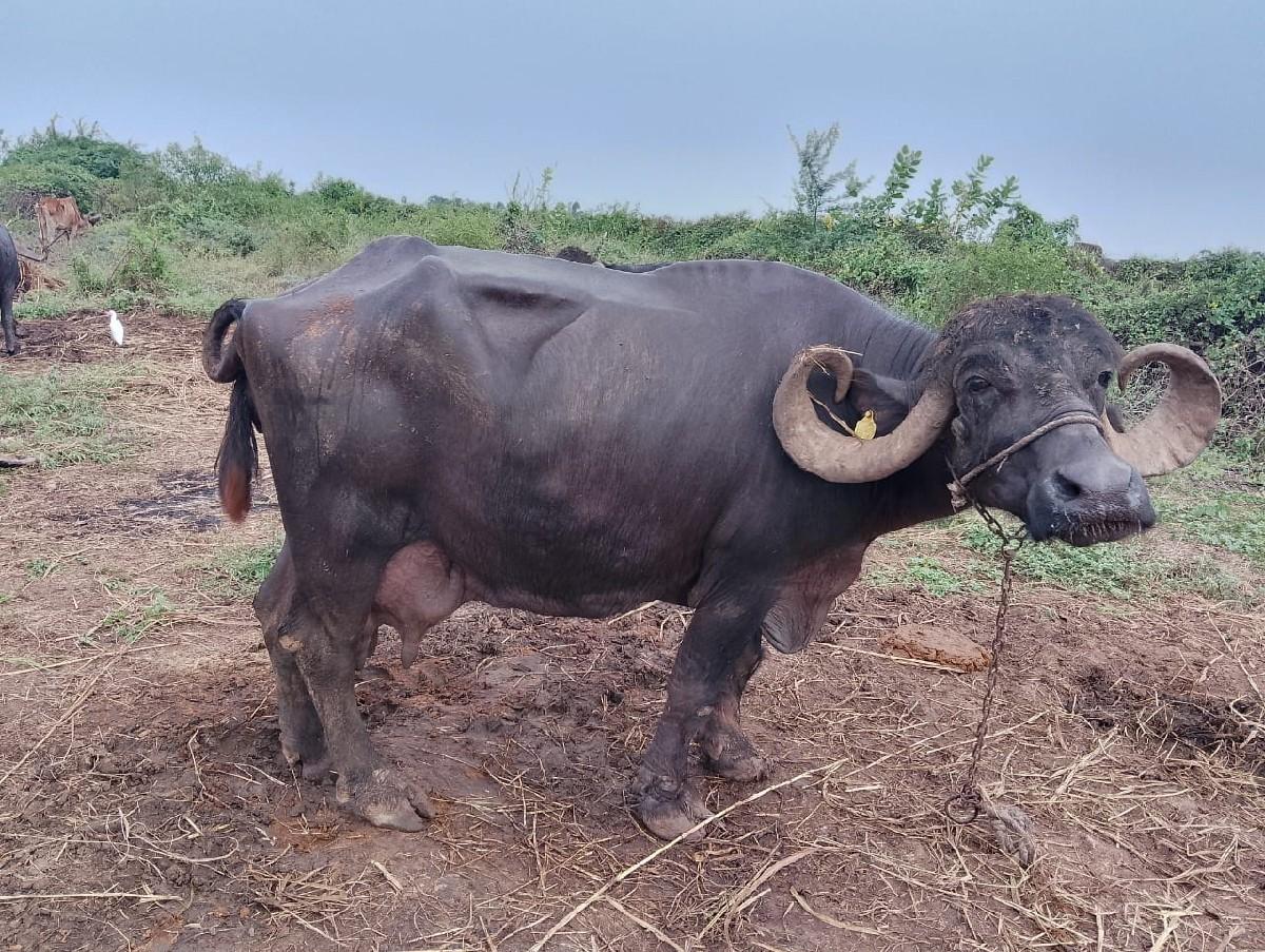 થંબનેલ 3