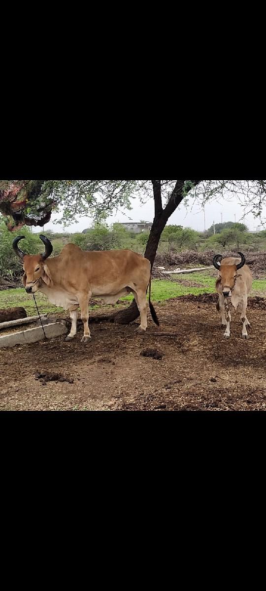 થંબનેલ 3