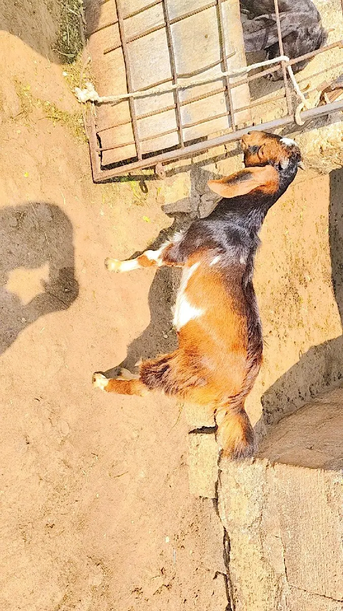 થંબનેલ 2