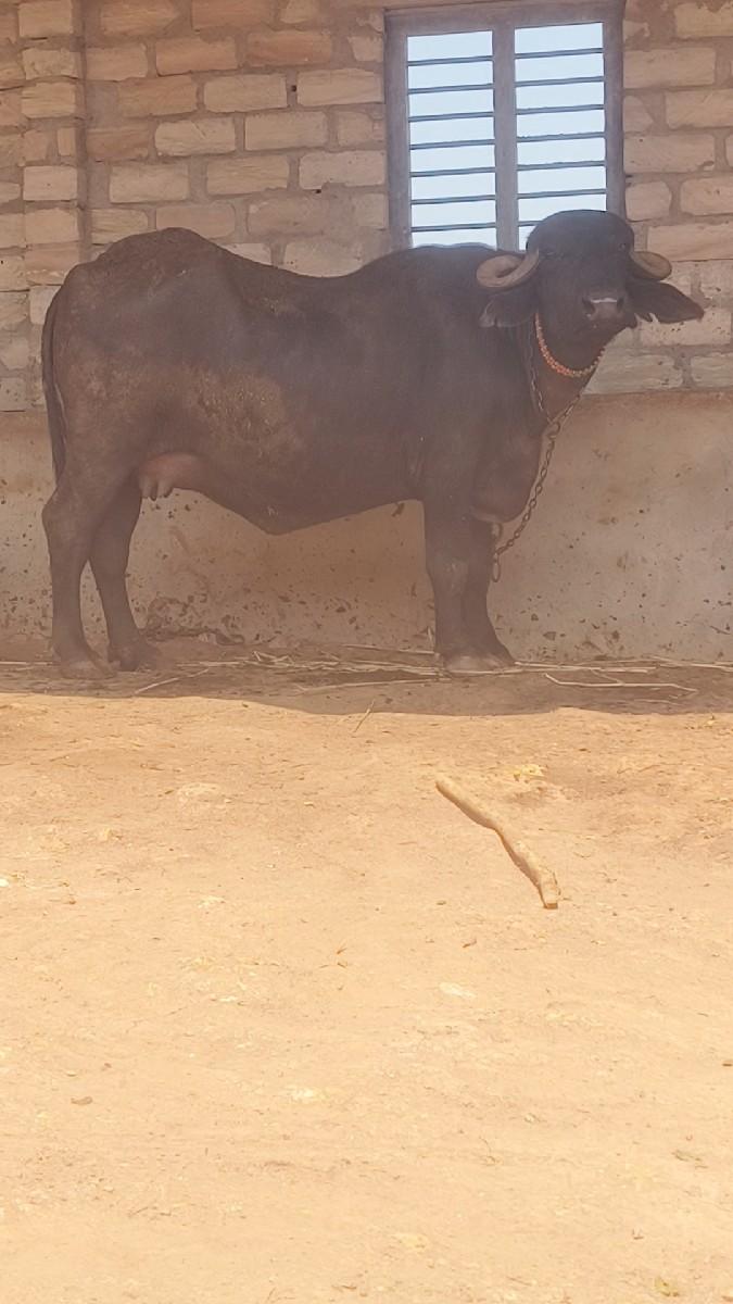 ખડેલી વેચવા ની છે