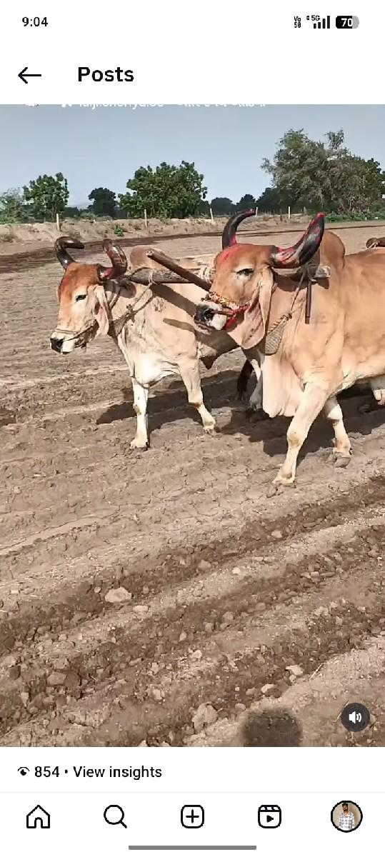 બડદ વેચવાના છે