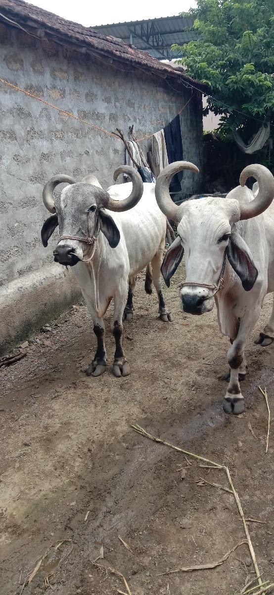 આ બળદ આપીદેવા ના છે
