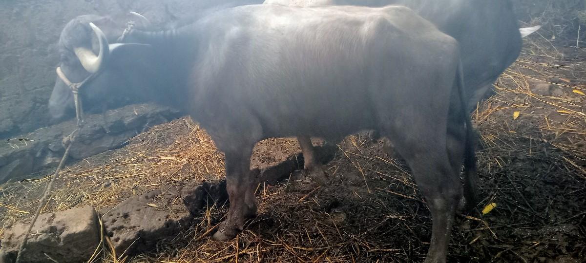 2 ખડેલી છે