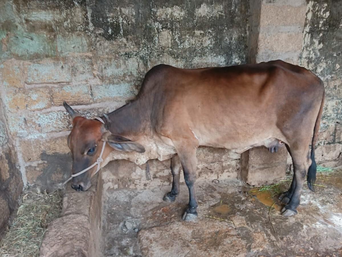 હોડકી વેચવાની છે