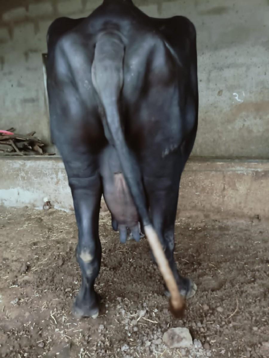 થંબનેલ 3