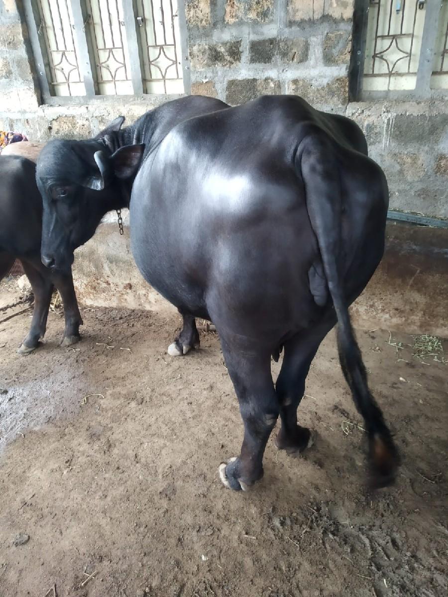 ભેંસ વેચવાની છે